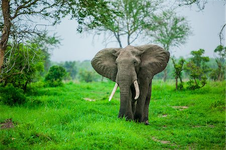 elephant standing - Elephant on safari, Mizumi Safari Park, Tanzania, East Africa, Africa Stock Photo - Rights-Managed, Code: 841-08645431