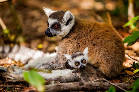 Madagascar lemurs, Johannesburg, South Africa, Africa Foto de stock - Con derechos protegidos, Código: 841-08645441