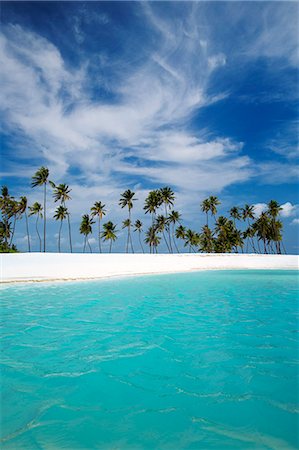 scenic tropical beach - Palm trees and tropical beach, Maldives, Indian Ocean, Asia Stock Photo - Rights-Managed, Code: 841-08645469