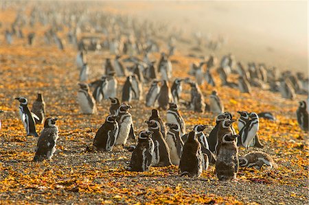Magellanic penguins (Spheniscus magellanicus), Patagonia, Argentina, South America Photographie de stock - Rights-Managed, Code: 841-08663465