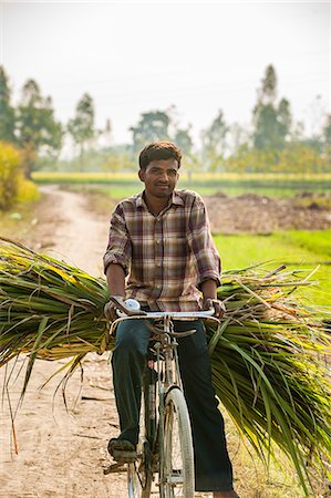 Carrying freshly harvested sugarcanet to market on a bicycle, Uttaranchal, India, Asia Stock Photo - Rights-Managed, Code: 841-08663553