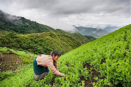 A woman clears away weeds in a pea field in north east India, India, Asia Stock Photo - Rights-Managed, Code: 841-08663561