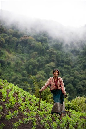 simsearch:841-08797887,k - A woman working in pea field in north east India, India, Asia Fotografie stock - Rights-Managed, Codice: 841-08663562