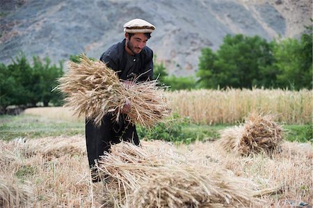 A farmer holds a freshly cut bundle of wheat in the Panjshir Valley, Afghanistan, Asia Stock Photo - Rights-Managed, Code: 841-08663571