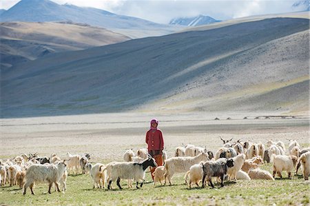 A nomad woman gathers her herd together in the morning to collect milk and brush them to extract wool in the remote Himalayan region of Ladakh in north India, India, Asia Photographie de stock - Rights-Managed, Code: 841-08663627