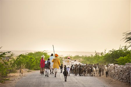 shepherd with goats - Shepherds return from grazing their goats at sunset in the dry state of Rajasthan, India, Asia Stock Photo - Rights-Managed, Code: 841-08663628