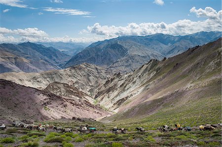 simsearch:841-08421077,k - Pack horses in the Ladakh region, Himalayas, India, Asia Foto de stock - Con derechos protegidos, Código: 841-08663622