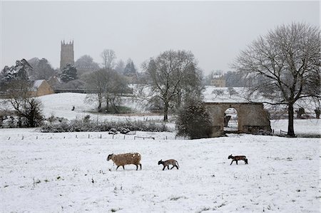 St. James' church and sheep with lambs in snow, Chipping Campden, Cotswolds, Gloucestershire, England, United Kingdom, Europe Foto de stock - Con derechos protegidos, Código: 841-08663681