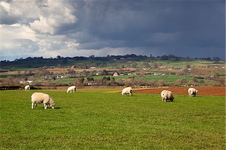 Cotswold landscape with sheep, Chipping Campden, Cotswolds, Gloucestershire, England, United Kingdom, Europe Photographie de stock - Rights-Managed, Code: 841-08663682