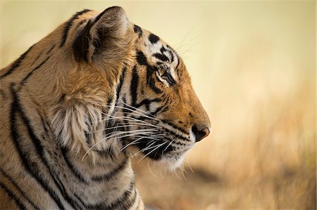 ranthambhore national park - Bengal tiger, Ranthambhore National Park, Rajasthan, India, Asia Foto de stock - Con derechos protegidos, Código: 841-08717978