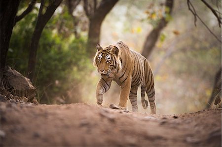 stalking - Bengal tiger, Ranthambhore National Park, Rajasthan, India, Asia Foto de stock - Con derechos protegidos, Código: 841-08717984