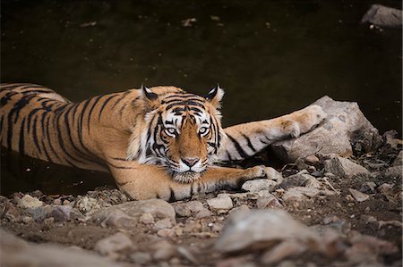 Bengal tiger, Ranthambhore National Park, Rajasthan, India, Asia Foto de stock - Con derechos protegidos, Código: 841-08717983