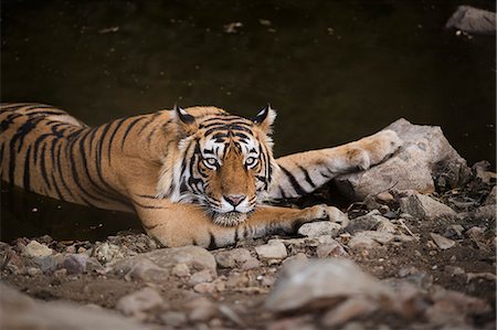 simsearch:862-08273314,k - Bengal tiger, Ranthambhore National Park, Rajasthan, India, Asia Stock Photo - Rights-Managed, Code: 841-08717983