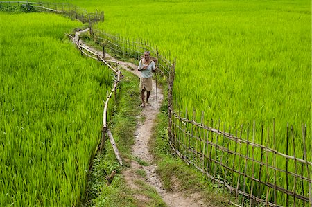 A pathway through the rice paddies in the Chittangong Hill Tracts, Bangladesh, Asia Stock Photo - Rights-Managed, Code: 841-08718085