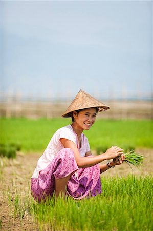 simsearch:841-09108108,k - A woman harvests young rice into bundles which will be re-planted spaced further apart using more paddies to allow the rice to grow, Kachin State, Myanmar (Burma), Asia Fotografie stock - Rights-Managed, Codice: 841-08718103