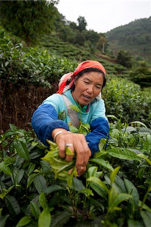 A woman collects tea leaves on a Puer tea estate in Yunnan Province, China, Asia Fotografie stock - Rights-Managed, Codice: 841-08718117