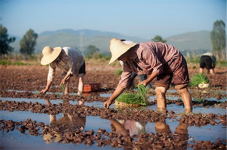 simsearch:696-03399251,k - Women working in the fields plant vegetables in Yunnan Province, China, Asia Photographie de stock - Rights-Managed, Code: 841-08718113