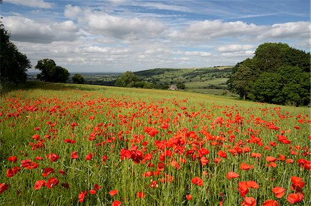 simsearch:6119-09062195,k - Field of red poppies, near Winchcombe, Cotswolds, Gloucestershire, England, United Kingdom, Europe Stock Photo - Rights-Managed, Code: 841-08718157