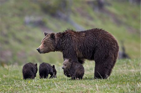 Grizzly bear (Ursus arctos horribilis) sow and three cubs of the year, Yellowstone National Park, Wyoming, United States of America, North America Stock Photo - Rights-Managed, Code: 841-08729628