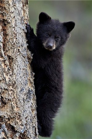 simsearch:6119-08267468,k - Black bear (Ursus americanus) cub of the year or spring cub climbing a tree, Yellowstone National Park, Wyoming, United States of America, North America Stock Photo - Rights-Managed, Code: 841-08729629