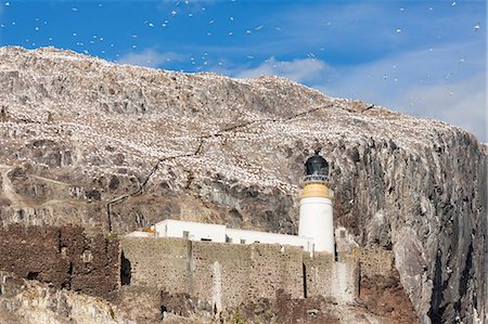 simsearch:841-08421416,k - Gannets on Bass Rock, East Lothian, Scotland, United Kingdom, Europe Foto de stock - Direito Controlado, Número: 841-08781791