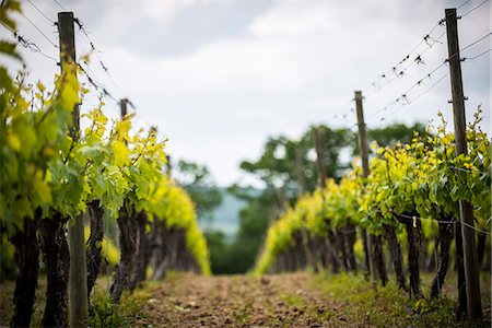 fil barbelé - A vineyard in Sussex, England, United Kingdom, Europe Photographie de stock - Rights-Managed, Code: 841-08797769