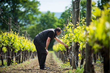 simsearch:841-03672745,k - Inspecting budding grapes in a vineyard in Sussex, England, United Kingdom, Europe Stockbilder - Lizenzpflichtiges, Bildnummer: 841-08797770