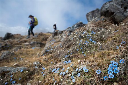 simsearch:841-08220963,k - Trekking down towards Ghopte from the Laurebina La in the Langtang trekking region, Himalayas, Nepal, Asia Stock Photo - Rights-Managed, Code: 841-08797811