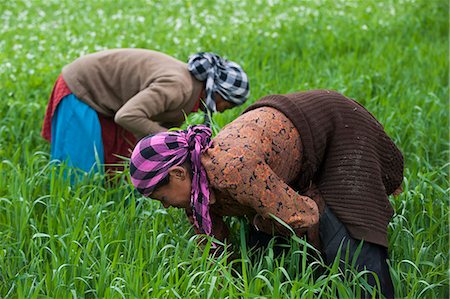 Women clear away weeds from among the wheat, Ladakh, India, Asia Stock Photo - Rights-Managed, Code: 841-08797887