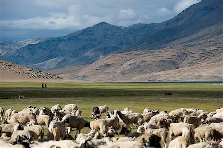people ladakh - Nomads near Tso Moriri in the remote region of Ladakh, north India, Asia Stock Photo - Rights-Managed, Code: 841-08797881