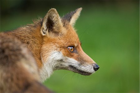 suffolk - Red fox head portrait, Suffolk, England, United Kingdom, Europe Fotografie stock - Rights-Managed, Codice: 841-08797918