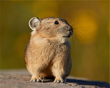 simsearch:841-09255498,k - American Pika (Ochotona princeps), San Juan National Forest, Colorado, United States of America, North America Photographie de stock - Rights-Managed, Code: 841-08797942