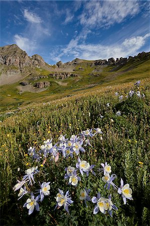 simsearch:841-06500691,k - Blue columbine (Colorado columbine) (Aquilegia coerulea) in an Alpine basin, San Juan National Forest, Colorado, United States of America, North America Stock Photo - Rights-Managed, Code: 841-08797943