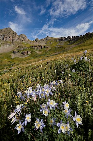 simsearch:841-06500736,k - Blue columbine (Colorado columbine) (Aquilegia coerulea) in an Alpine basin, San Juan National Forest, Colorado, United States of America, North America Foto de stock - Con derechos protegidos, Código: 841-08797943