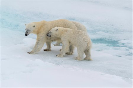 simsearch:841-09204061,k - Mother polar bear (Ursus maritimus) walking with a cub on a melting ice floe, Spitsbergen Island, Svalbard archipelago, Arctic, Norway, Scandinavia, Europe Photographie de stock - Rights-Managed, Code: 841-08821504