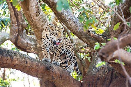 Jaguar (Panthera onca), Pantanal, Mato Grosso, Brazil, South America Foto de stock - Con derechos protegidos, Código: 841-08821509