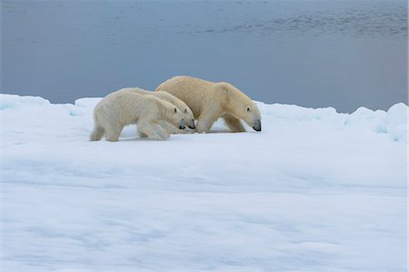 simsearch:841-08729628,k - Mother polar bear (Ursus maritimus) walking with two cubs on a melting ice floe, Spitsbergen Island, Svalbard archipelago, Arctic, Norway, Scandinavia, Europe Photographie de stock - Rights-Managed, Code: 841-08821501