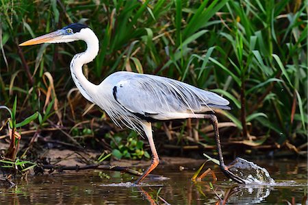 simsearch:841-09135075,k - Cocoi heron (Ardea Cocoi), Pantanal, Mato Grosso, Brazil, South America Photographie de stock - Rights-Managed, Code: 841-08821515