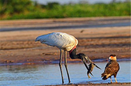 simsearch:862-08090006,k - Jaribu stork (Jaribu Mycteria), Pantanal, Mato Grosso, Brazil, South America Foto de stock - Con derechos protegidos, Código: 841-08821517