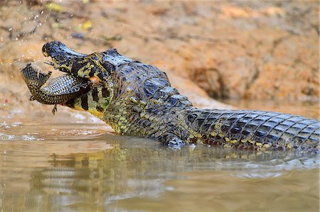 survie - Cayman, Pantanal, Mato Grosso, Brazil, South America Photographie de stock - Rights-Managed, Code: 841-08821510