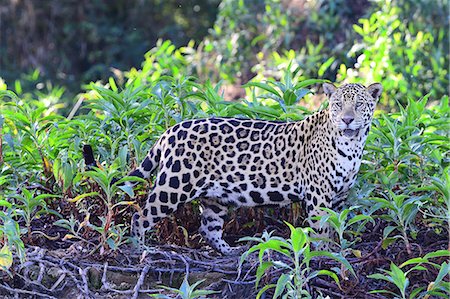 Jaguar (Panthera onca), Pantanal, Mato Grosso, Brazil, South America Foto de stock - Con derechos protegidos, Código: 841-08821512