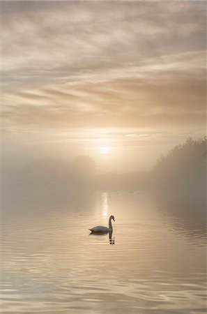 reflection not people - Swan on misty lake at sunrise, Clumber Park, Nottinghamshire, England, United Kingdom, Europe Stock Photo - Rights-Managed, Code: 841-08821587