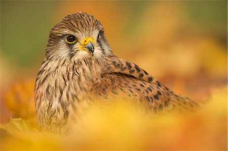 simsearch:841-08821597,k - Common kestrel (Falco tinnunculus), among autumn foliage, United Kingdom, Europefoliage. Stock Photo - Rights-Managed, Code: 841-08821592