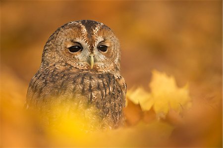 Tawny owl (Strix aluco), among autumn foliage, United Kingdom, Europe Stock Photo - Rights-Managed, Code: 841-08821593