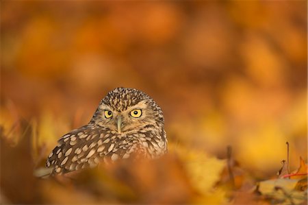 Burrowing owl (Athene cunicularia), among autumn foliage, United Kingdom, Europe Stock Photo - Rights-Managed, Code: 841-08821609