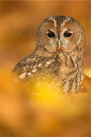 Tawny owl (Strix aluco), among autumn foliage, United Kingdom, Europe Photographie de stock - Rights-Managed, Code: 841-08821600