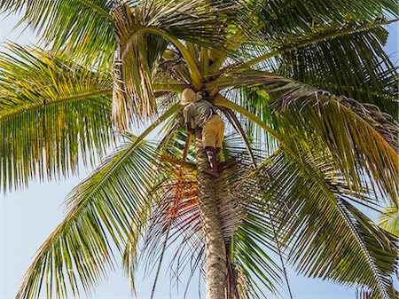 palm tree trunk - Man cutting palm fronds for thatching in Bali, Indonesia, Southeast Asia, Asia Stock Photo - Rights-Managed, Code: 841-08821652