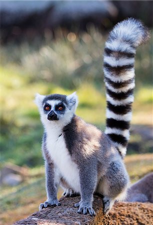 Ring tailed lemurs (Lemur catta), Anja Reserve, Ambalavao, central area, Madagascar, Africa Stock Photo - Rights-Managed, Code: 841-08821702