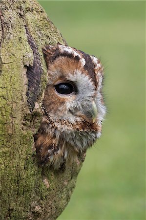 Tawny owl (Strix aluco), captive, Cumbria, England, United Kingdom, Europe Stock Photo - Rights-Managed, Code: 841-08821725