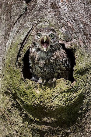 simsearch:841-08821609,k - Little owl (Athene noctua), captive, United Kingdom, Europe Fotografie stock - Rights-Managed, Codice: 841-08821726